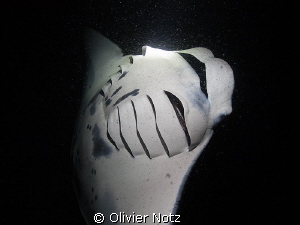 Night snorkeling with Mantas - a special experience... by Olivier Notz 